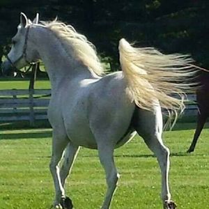 Meet your Posher, Donna